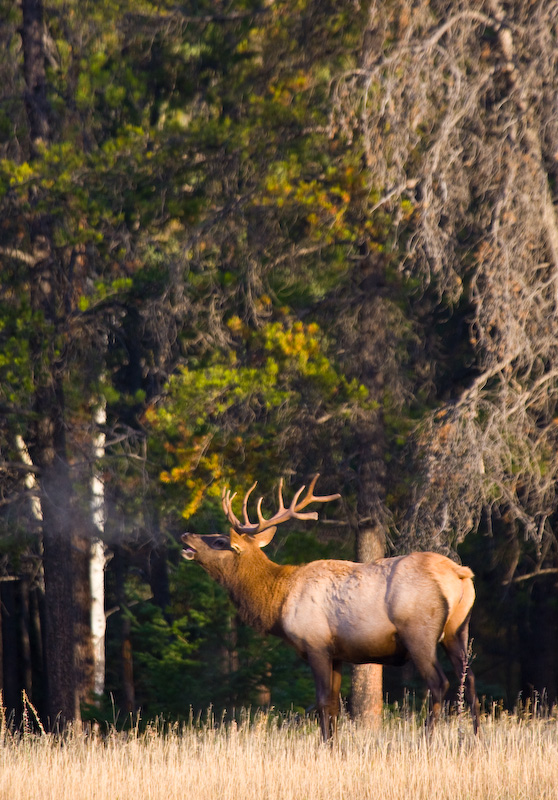 Bugleing Elk